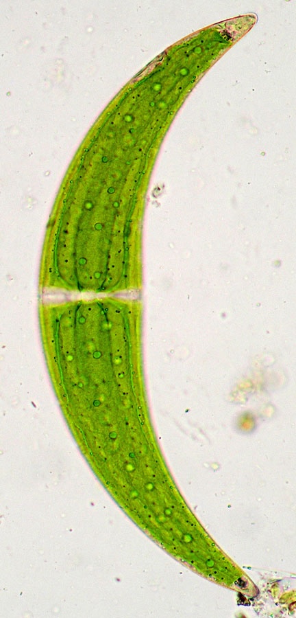 Closterium submoniliferum